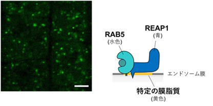 図2: REAP1はRAB5や膜脂質との結合を介してエンドソームに局在する