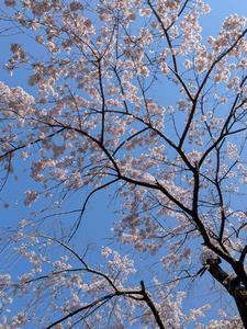 桜UP1