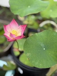 蓮の花1