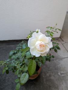 バラ1